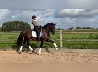 PRE Mix, Wallach, 6 Jahre, 170 cm, Rappe