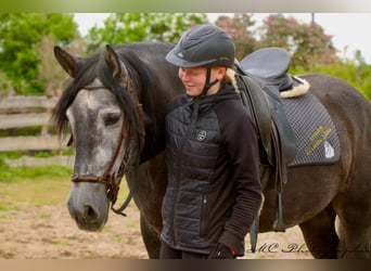PRE, Wallach, 6 Jahre, 170 cm, Rappschimmel