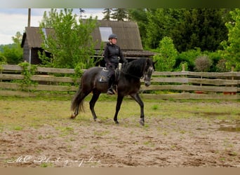 PRE, Wallach, 6 Jahre, 170 cm, Rappschimmel