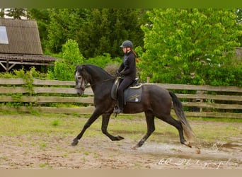 PRE, Wallach, 6 Jahre, 170 cm, Rappschimmel
