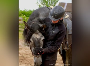 PRE, Wallach, 6 Jahre, 170 cm, Rappschimmel