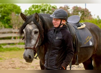PRE, Wallach, 6 Jahre, 170 cm, Rappschimmel