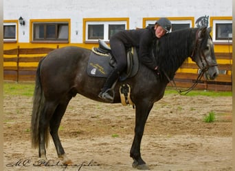 PRE, Wallach, 6 Jahre, 170 cm, Rappschimmel