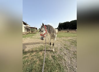 PRE Mix, Wallach, 6 Jahre, 170 cm, Schimmel