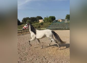 PRE Mix, Wallach, 6 Jahre, 170 cm, Schimmel