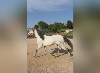 PRE Mix, Wallach, 6 Jahre, 170 cm, Schimmel