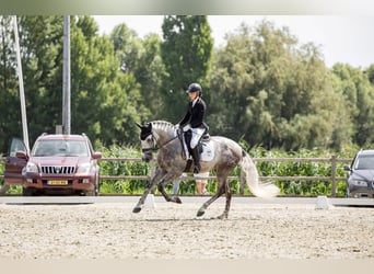 PRE Mix, Wallach, 6 Jahre, 170 cm, Schimmel
