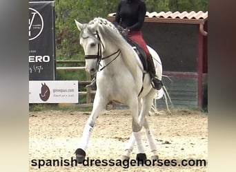 PRE Mix, Wallach, 6 Jahre, 170 cm, Schimmel