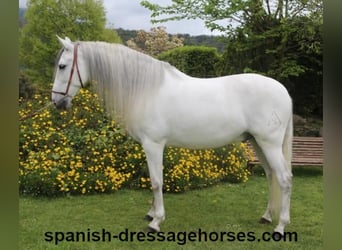 PRE Mix, Wallach, 6 Jahre, 170 cm, Schimmel