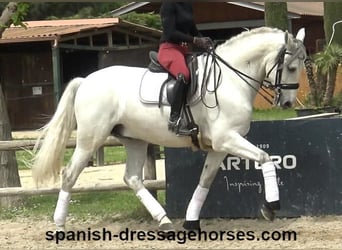 PRE Mix, Wallach, 6 Jahre, 170 cm, Schimmel