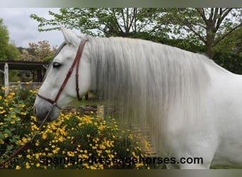 PRE Mix, Wallach, 6 Jahre, 170 cm, Schimmel