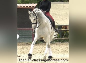 PRE Mix, Wallach, 6 Jahre, 170 cm, Schimmel