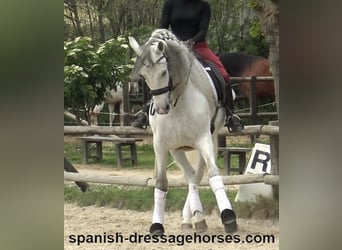 PRE Mix, Wallach, 6 Jahre, 170 cm, Schimmel