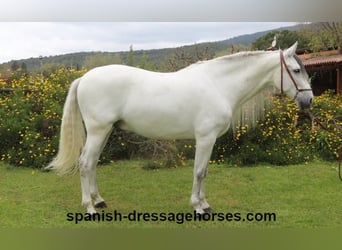 PRE Mix, Wallach, 6 Jahre, 170 cm, Schimmel