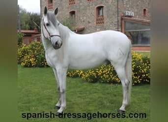 PRE Mix, Wallach, 6 Jahre, 170 cm, Schimmel