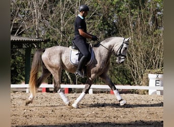 PRE, Wallach, 6 Jahre, 171 cm, Schimmel