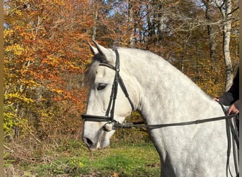 PRE Mix, Wallach, 6 Jahre, 171 cm, Schimmel