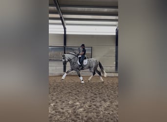 PRE, Wallach, 6 Jahre, 172 cm, Schimmel
