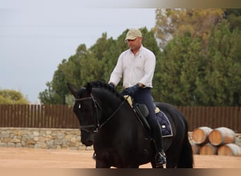 PRE Mix, Wallach, 6 Jahre, 173 cm, Rappe