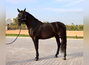 PRE Mix, Wallach, 6 Jahre, 173 cm, Rappe