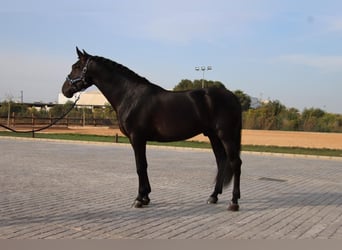 PRE Mix, Wallach, 6 Jahre, 173 cm, Rappe