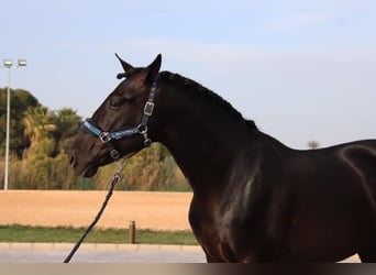 PRE Mix, Wallach, 6 Jahre, 173 cm, Rappe