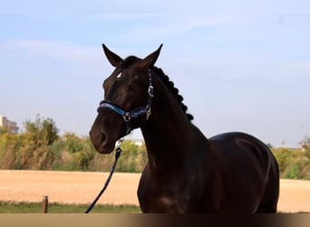 PRE Mix, Wallach, 6 Jahre, 173 cm, Rappe