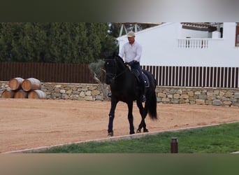 PRE Mix, Wallach, 6 Jahre, 173 cm, Rappe