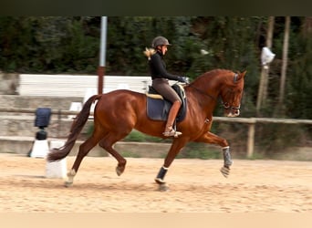 PRE Mix, Wallach, 6 Jahre, 173 cm, Rotfuchs