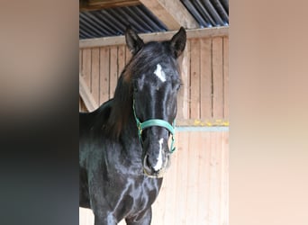 PRE Mix, Wallach, 6 Jahre, 174 cm, Rappe