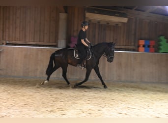 PRE Mix, Wallach, 6 Jahre, 174 cm, Rappe