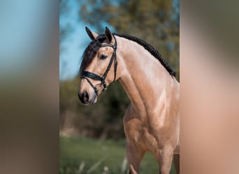 PRE Mix, Wallach, 6 Jahre, 175 cm, Buckskin