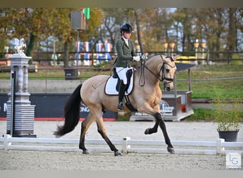 PRE Mix, Wallach, 6 Jahre, 175 cm, Buckskin