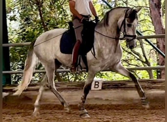 PRE Mix, Wallach, 6 Jahre, 175 cm, Schimmel