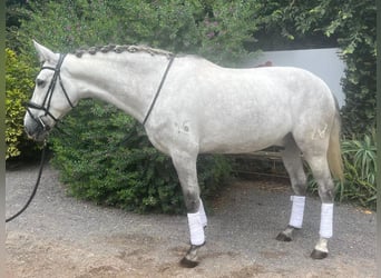 PRE Mix, Wallach, 6 Jahre, 175 cm, Schimmel