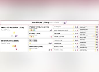 PRE, Wallach, 6 Jahre, 175 cm, Schimmel