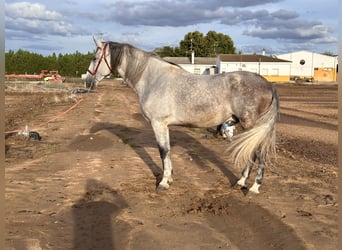 PRE Mix, Wallach, 6 Jahre, 177 cm, Schimmel