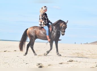 PRE Mix, Wallach, 7 Jahre, 143 cm, Buckskin