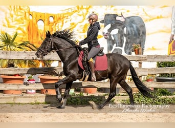 PRE Mix, Wallach, 7 Jahre, 152 cm, Rappe
