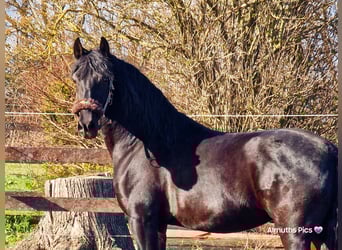 PRE Mix, Wallach, 7 Jahre, 152 cm, Rappe