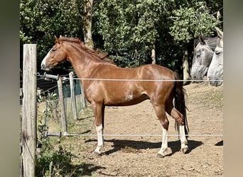 PRE, Wallach, 7 Jahre, 155 cm, Apfelschimmel