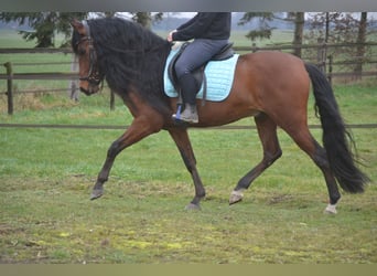 PRE Mix, Wallach, 7 Jahre, 158 cm, Brauner