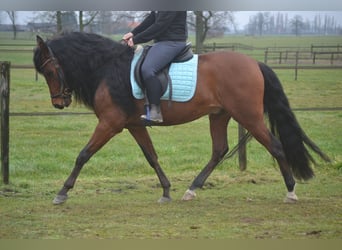 PRE Mix, Wallach, 7 Jahre, 158 cm, Brauner