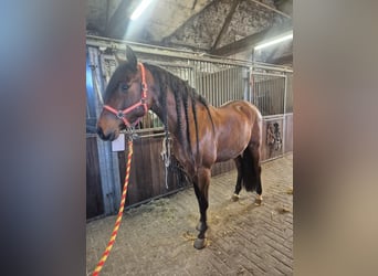 PRE Mix, Wallach, 7 Jahre, 158 cm, Brauner