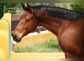 PRE Mix, Wallach, 7 Jahre, 158 cm, Brauner