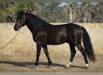 PRE Mix, Wallach, 7 Jahre, 158 cm, Rappe