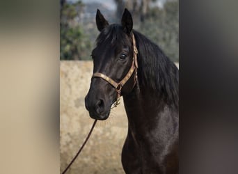 PRE Mix, Wallach, 7 Jahre, 158 cm, Rappe