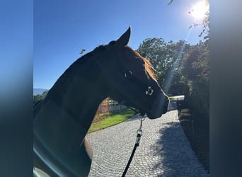 PRE Mix, Wallach, 7 Jahre, 158 cm, Rappe