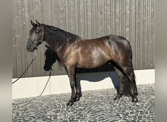 PRE Mix, Wallach, 7 Jahre, 158 cm, Rappe