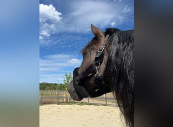 PRE Mix, Wallach, 7 Jahre, 158 cm, Rappe